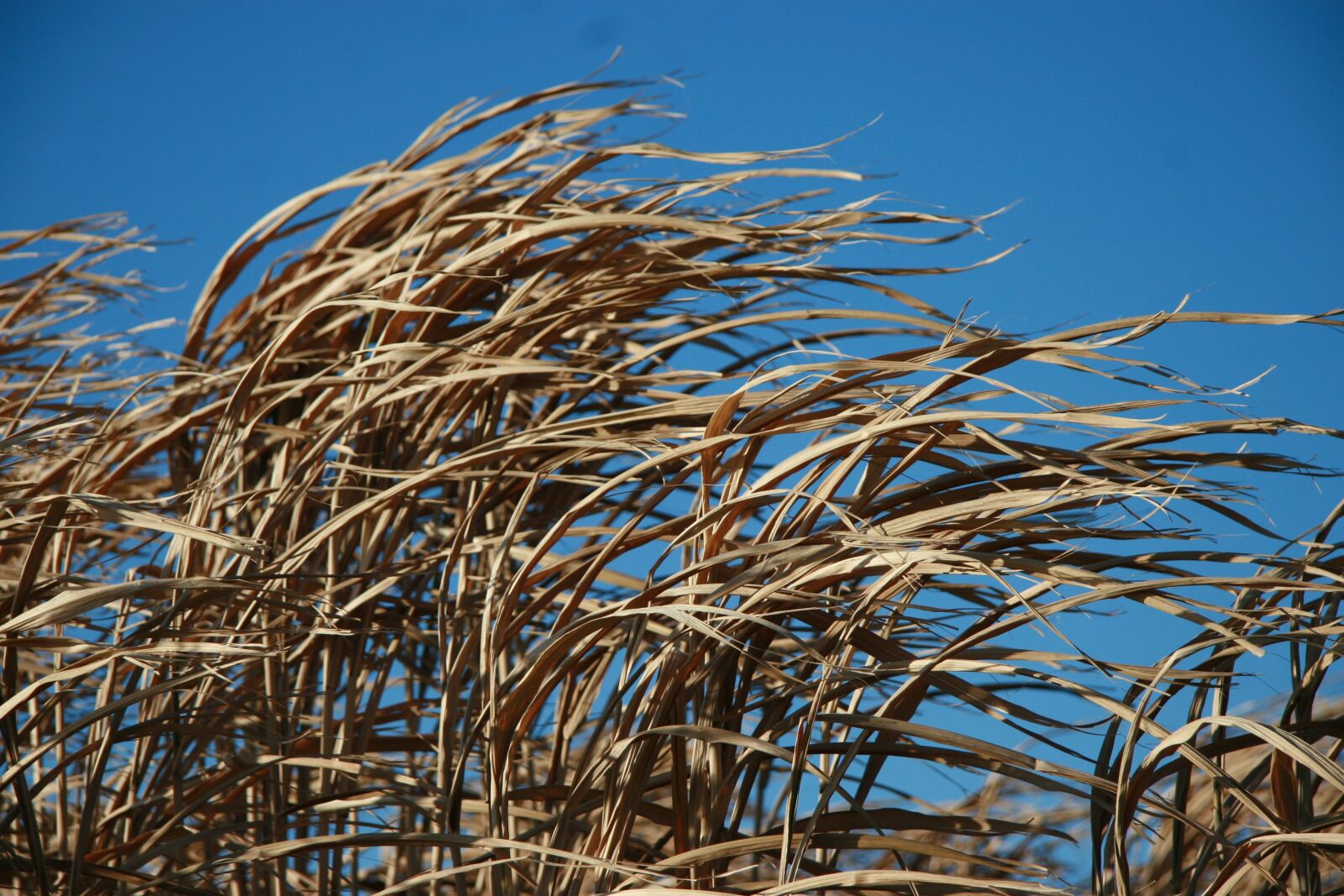 Canon EOS 30D sample photo. Wind, grass, natural photography