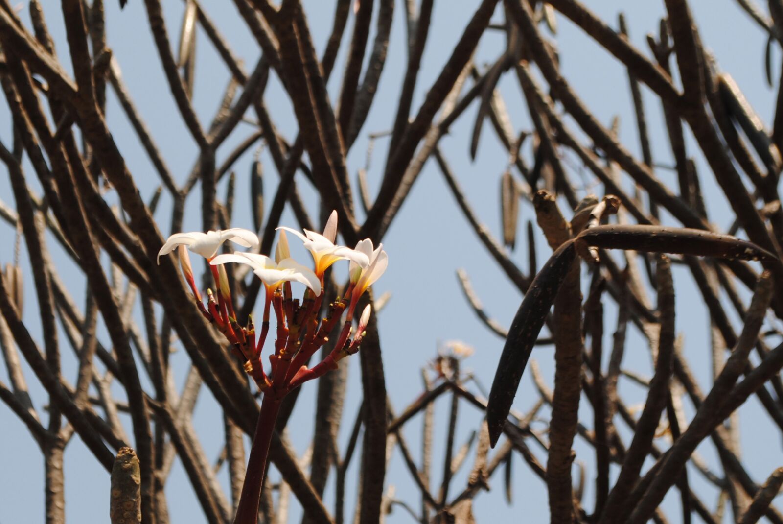 Nikon D3000 sample photo. Plant, tree, blossom photography