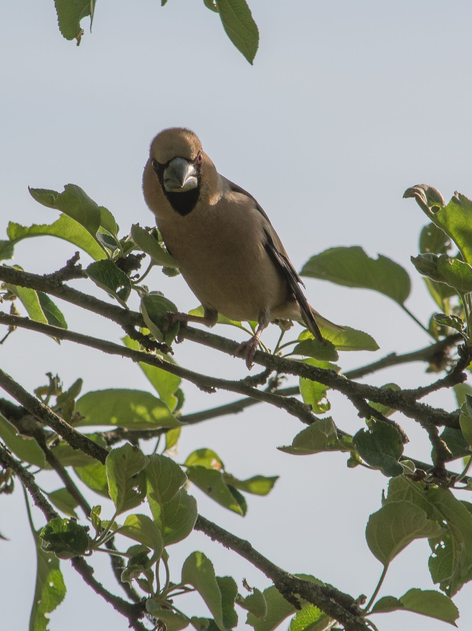Nikon D5200 sample photo. Evil eye, bird, village photography