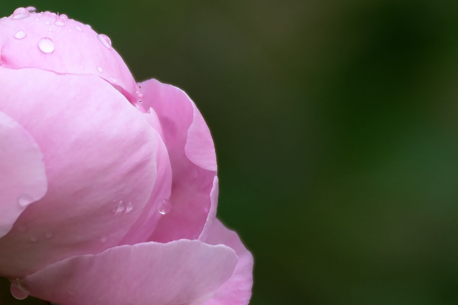 Nikon Z6 sample photo. Peony, background, pink photography