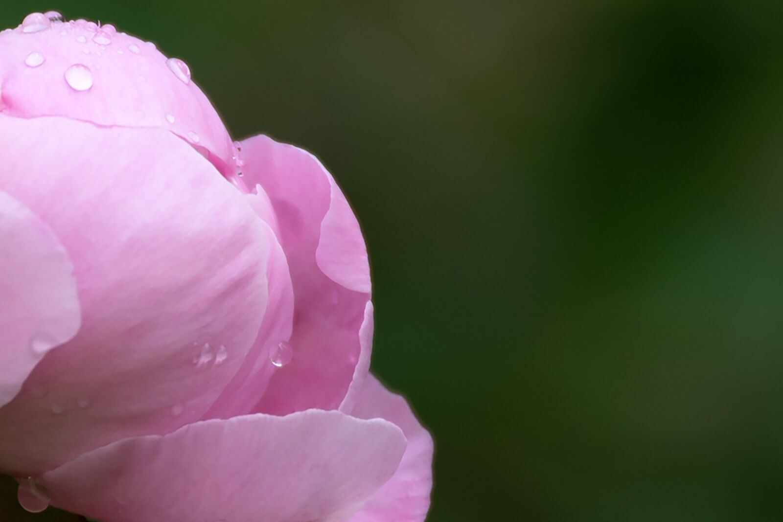 Nikon Nikkor Z 24-70mm F2.8 S sample photo. Peony, background, pink photography