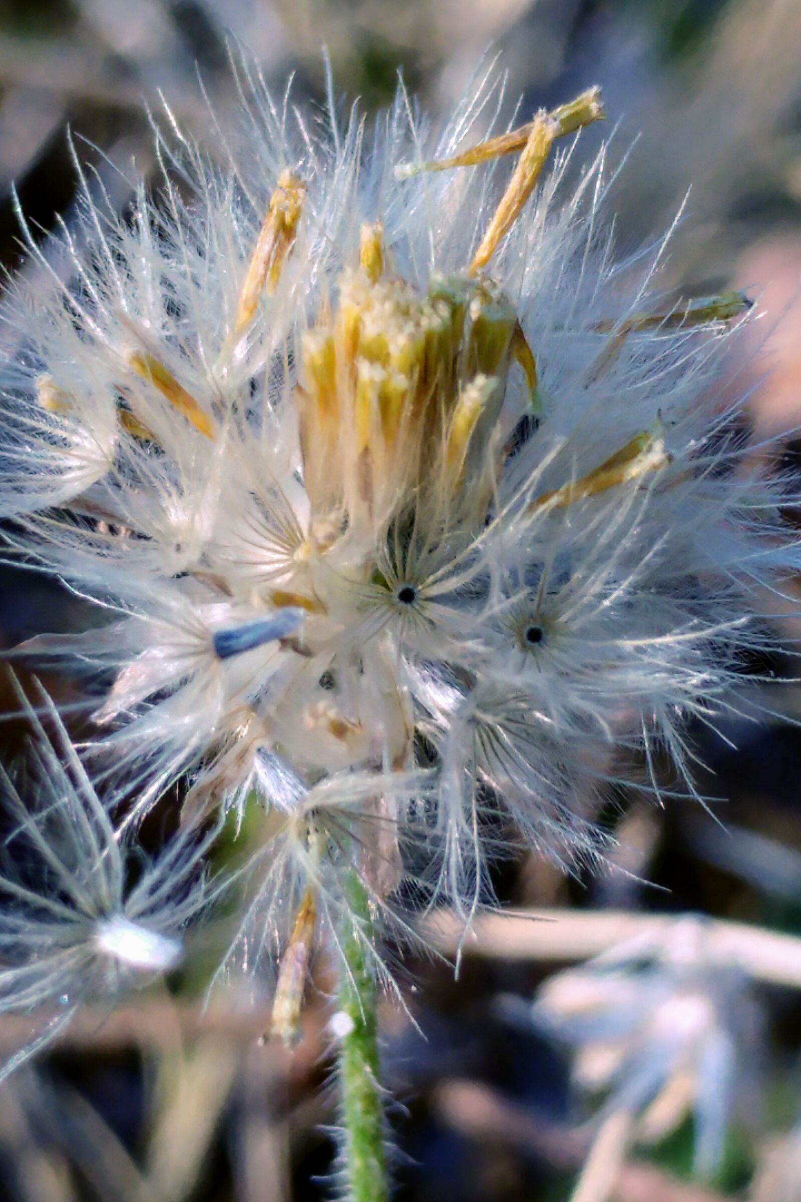LG G5 sample photo. Reed flower, meadow, white photography