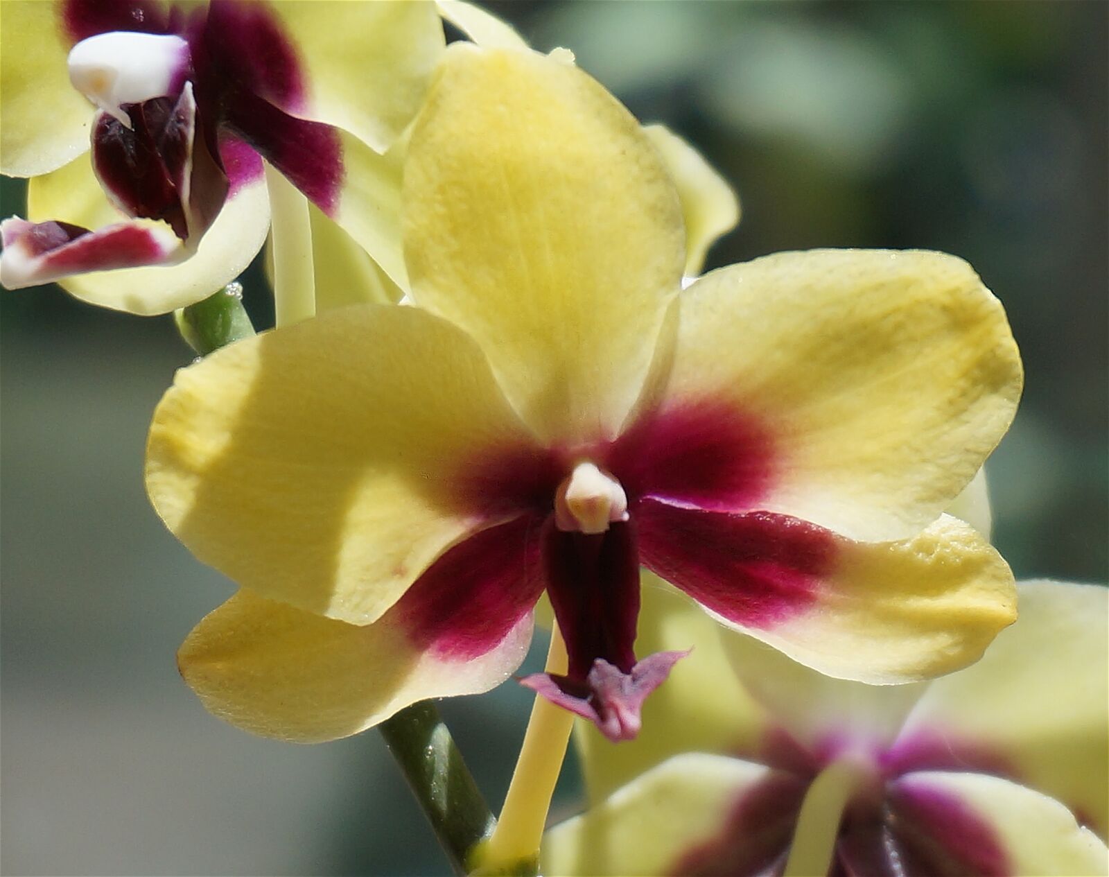 Sony Alpha NEX-5T sample photo. Hybrid phalaenopsis close-up, phalaenopsis photography