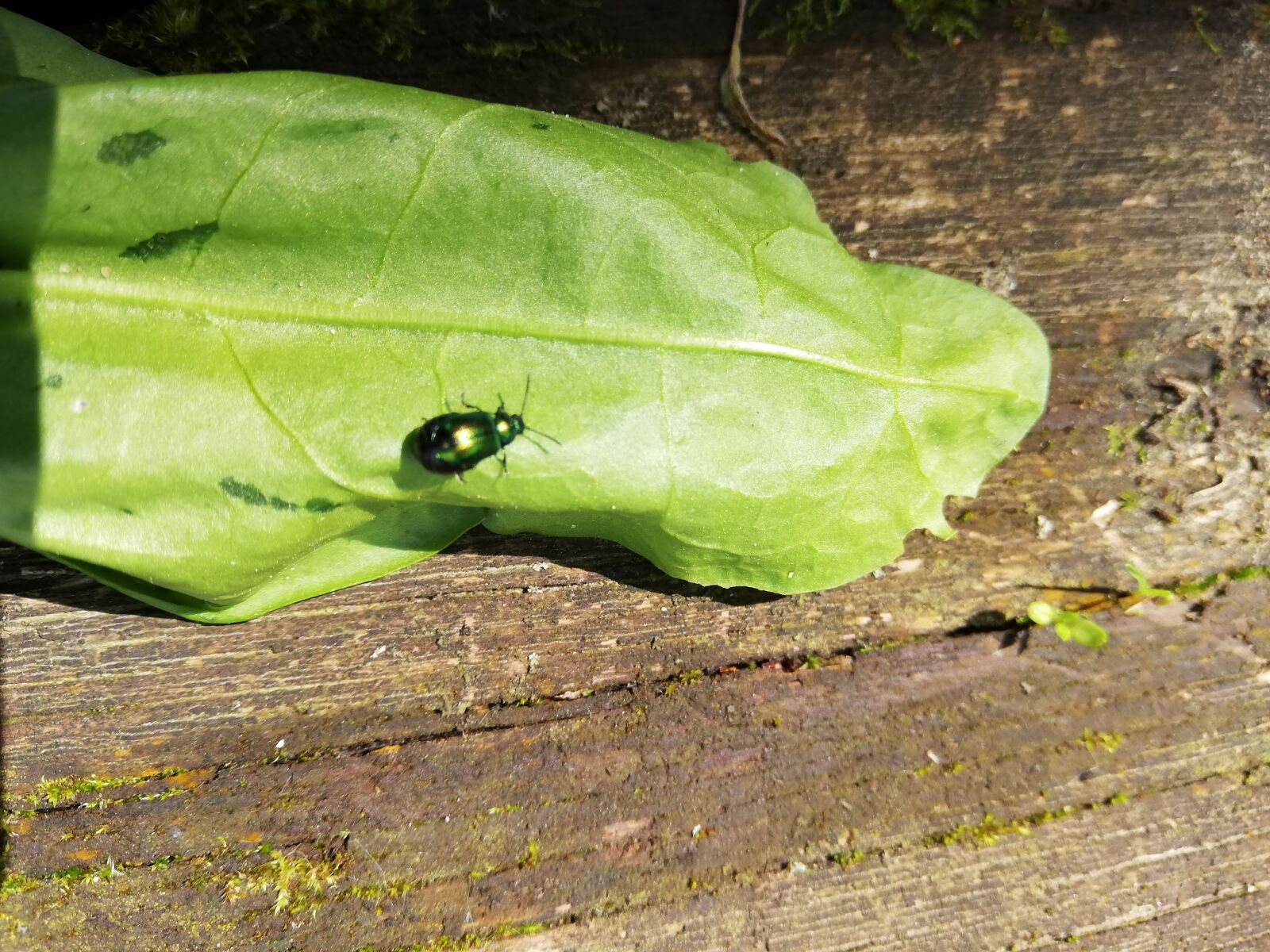 HUAWEI P20 lite sample photo. Beetle, green, sheet photography