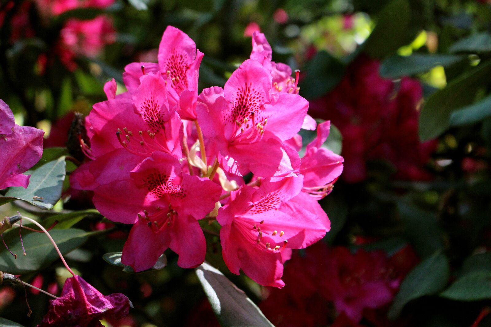 Canon EOS 700D (EOS Rebel T5i / EOS Kiss X7i) + Canon EF-S 18-55mm F3.5-5.6 IS STM sample photo. Rhododendron, blossom, bloom photography