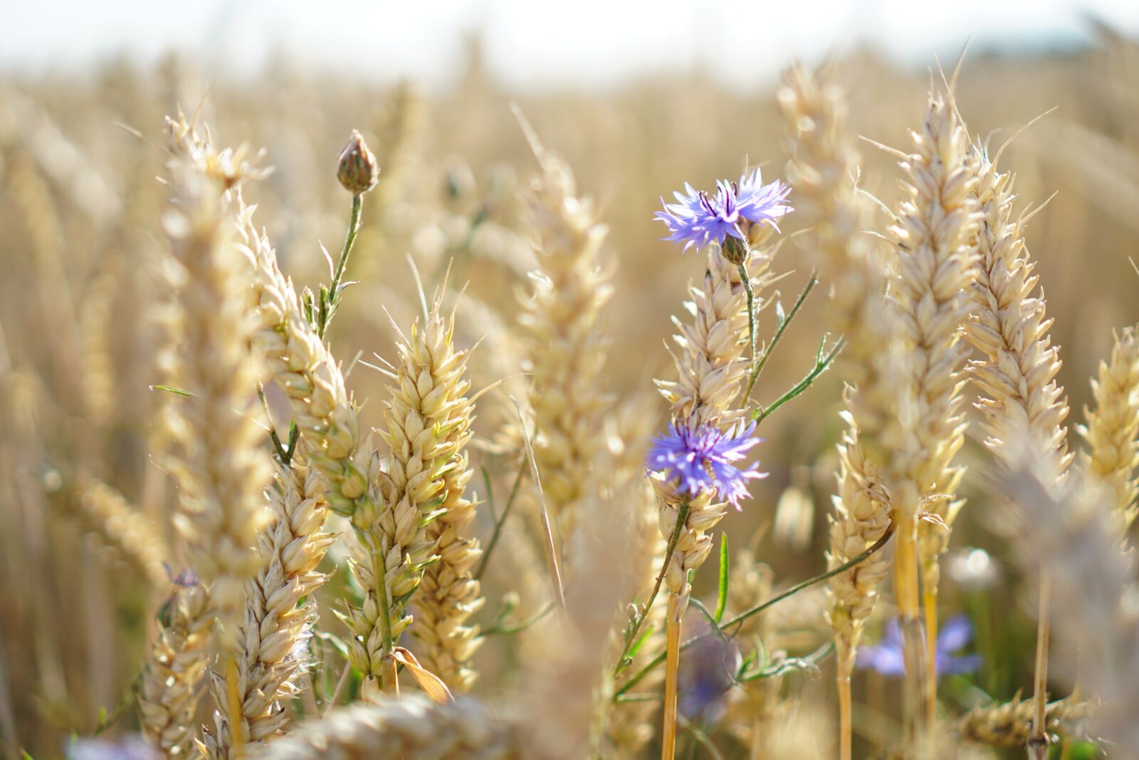 Sony a6300 sample photo. Cornflowers, wheat, field photography
