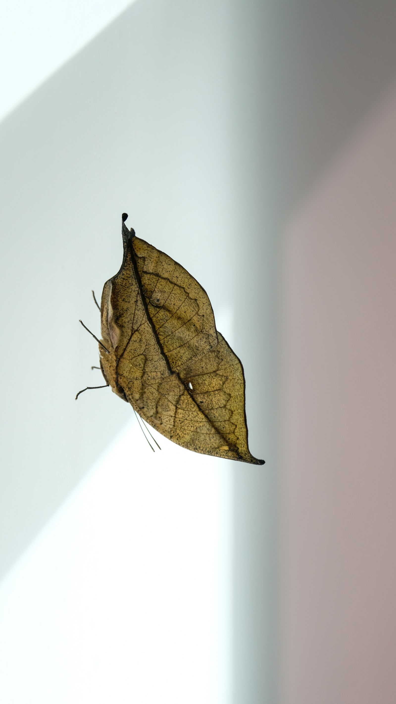 Fujifilm X-T2 + Fujifilm XF 55-200mm F3.5-4.8 R LM OIS sample photo. Butterfly, indian journal, nature photography