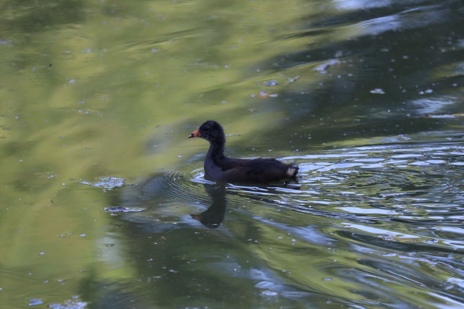 Canon EF 70-300 F4-5.6 IS II USM sample photo. Duck, pond, duckling photography