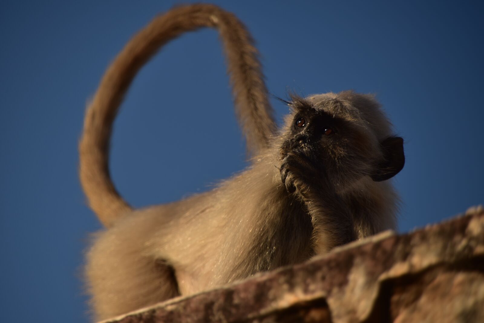 Nikon D810 sample photo. Animal, monkey, india photography