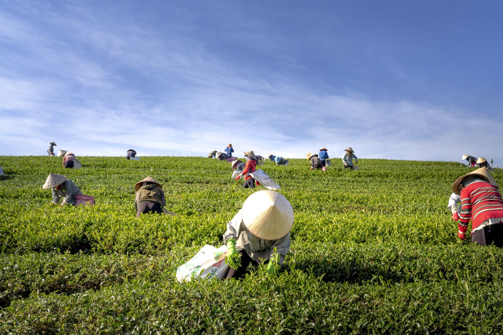 Sony FE 24-70mm F2.8 GM sample photo. Tea, the farm, vietnam photography