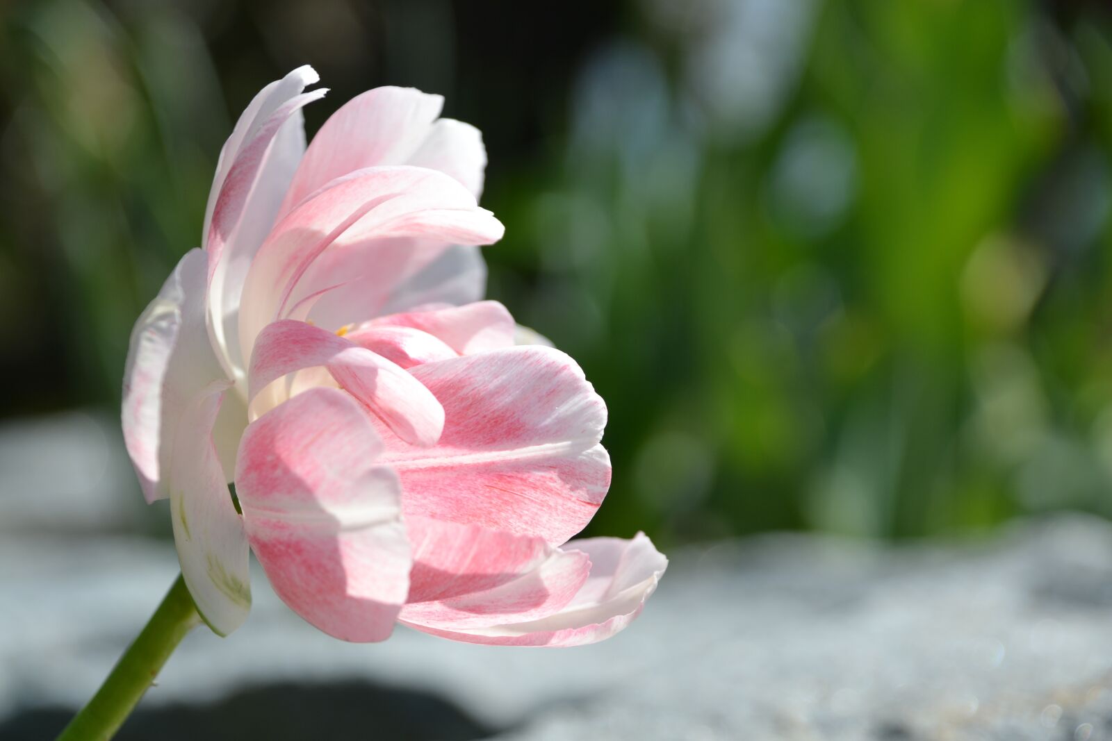 Nikon D3100 sample photo. Tulip, flower, blossom photography
