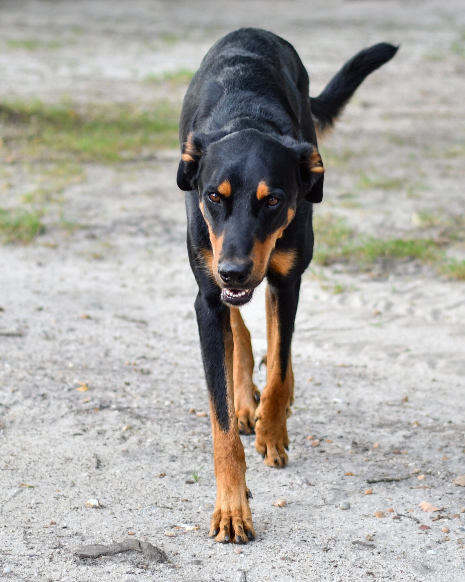 Nikon D500 sample photo. Dog, beauceron, walk photography
