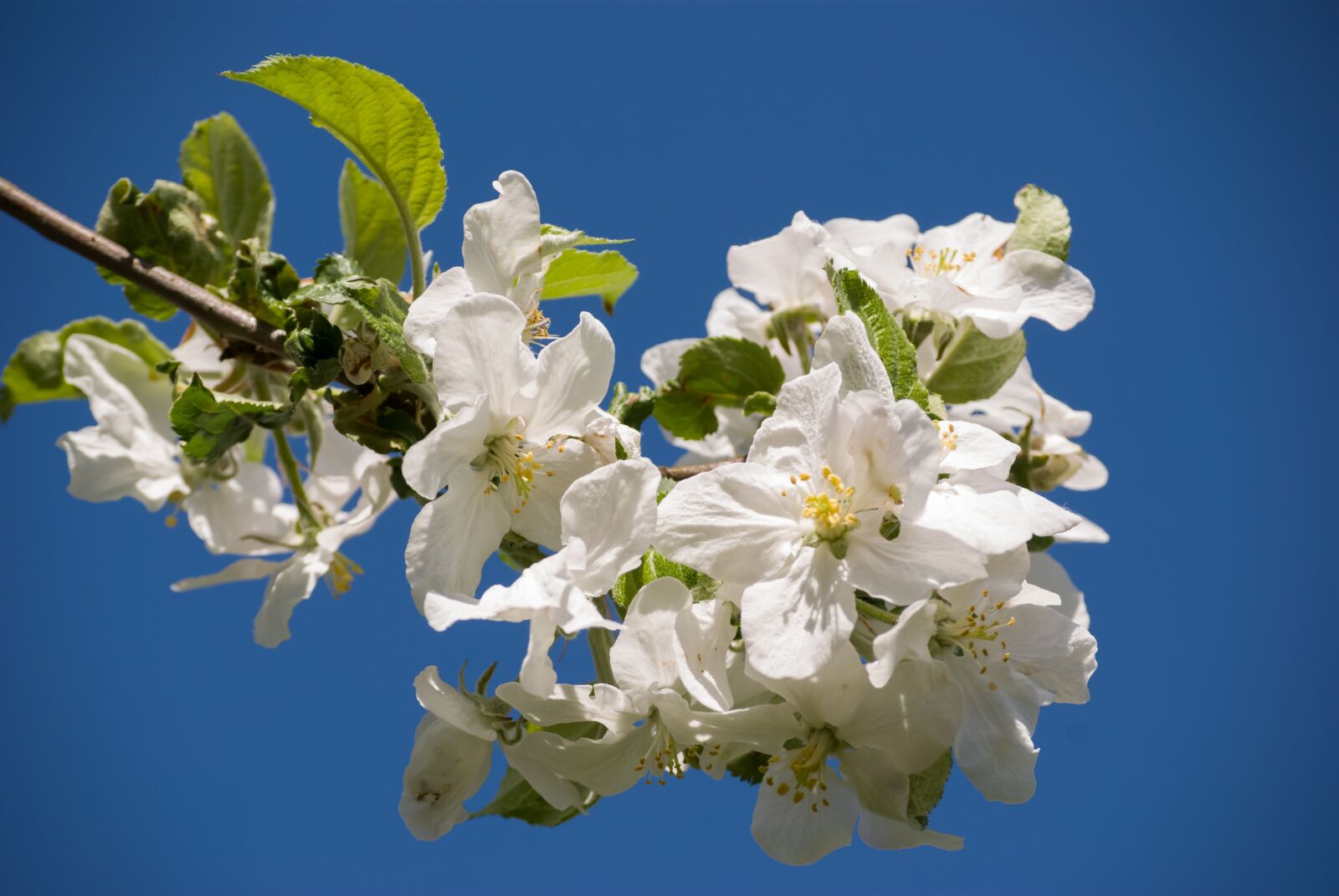 Nikon D40X sample photo. Blossom, bloom, apple tree photography