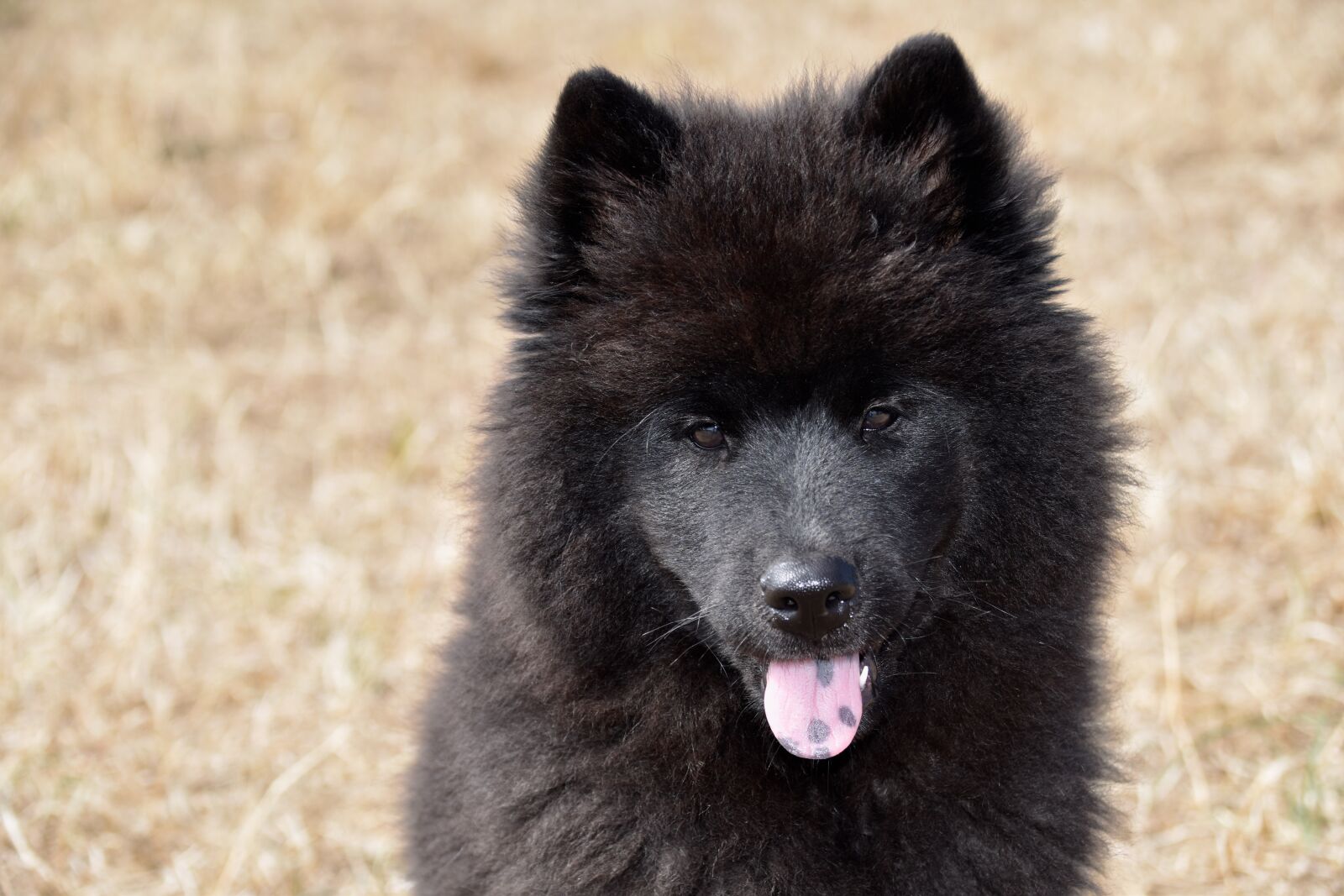 Nikon D5600 sample photo. Dog, dog eurasier, puppy photography