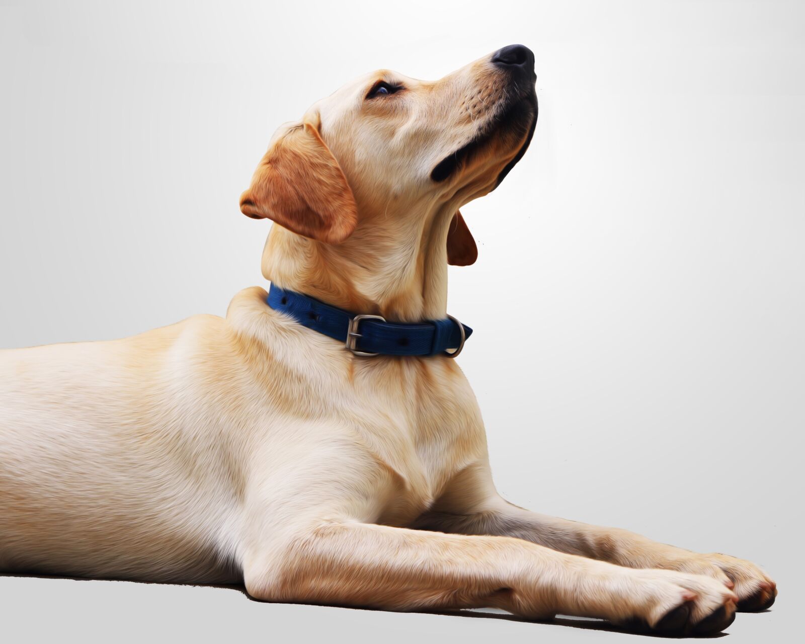 Canon EOS 750D (EOS Rebel T6i / EOS Kiss X8i) sample photo. Wallpaper, background, dog photography