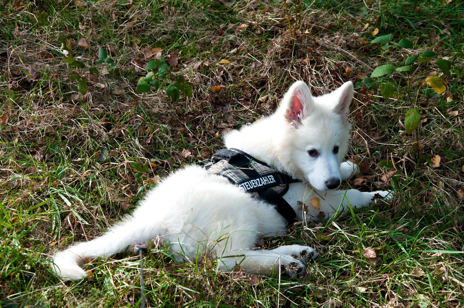 Nikon D5000 sample photo. Cute, nature, mammal photography