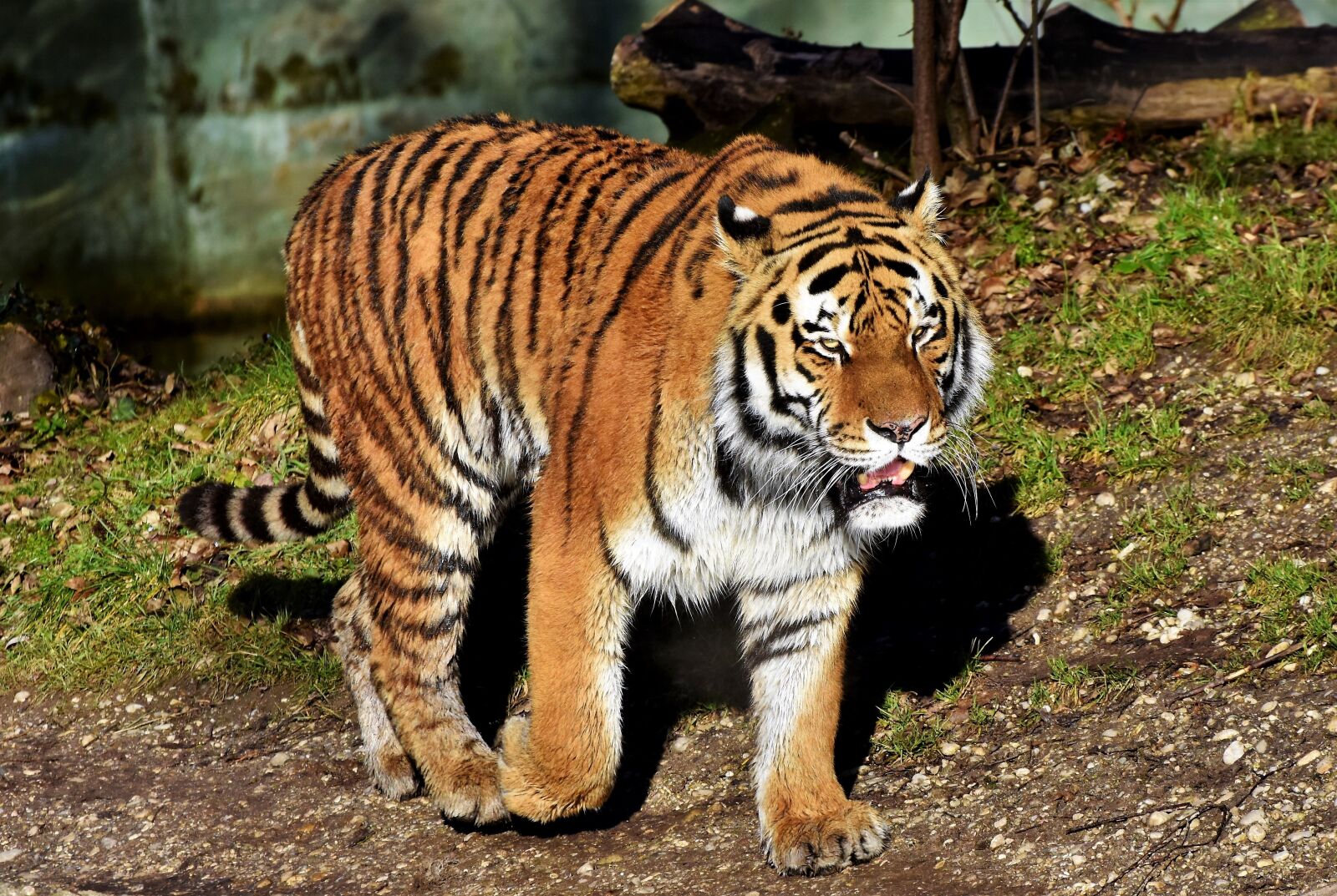 Nikon D7200 sample photo. Tiger, big cat, predator photography