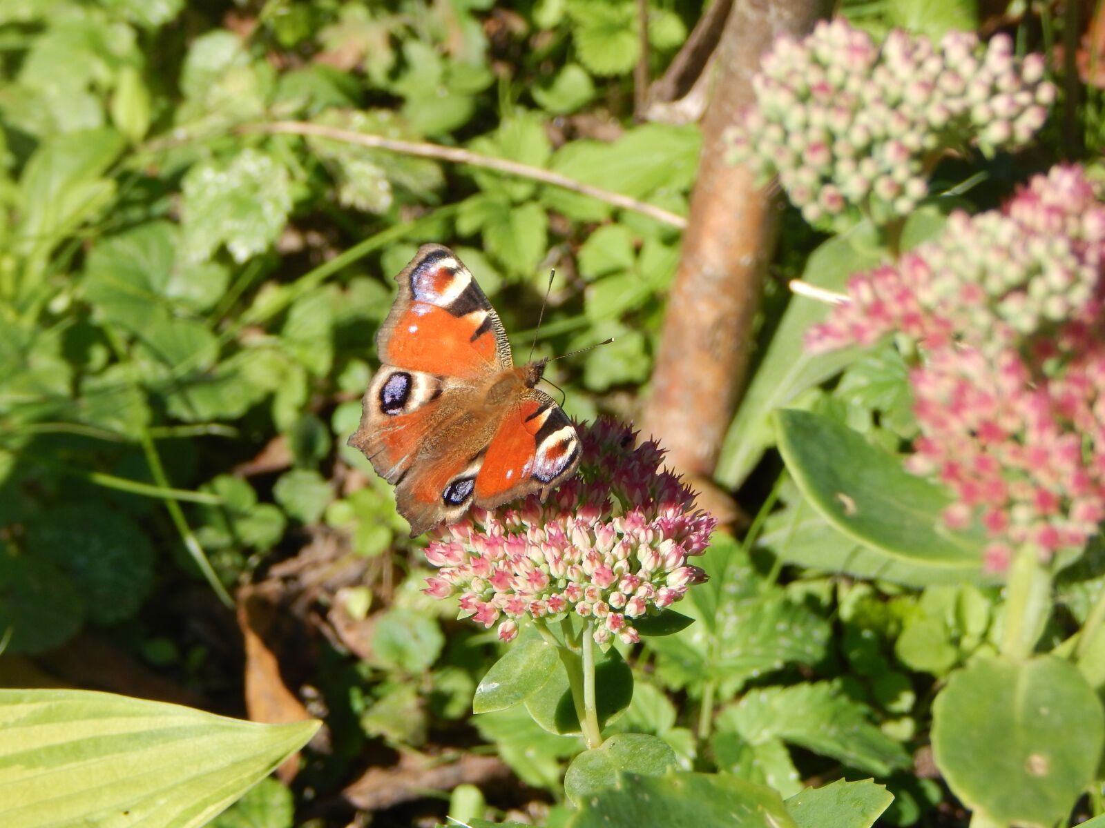 Nikon Coolpix L830 sample photo. Butterfly, peacock, insect photography