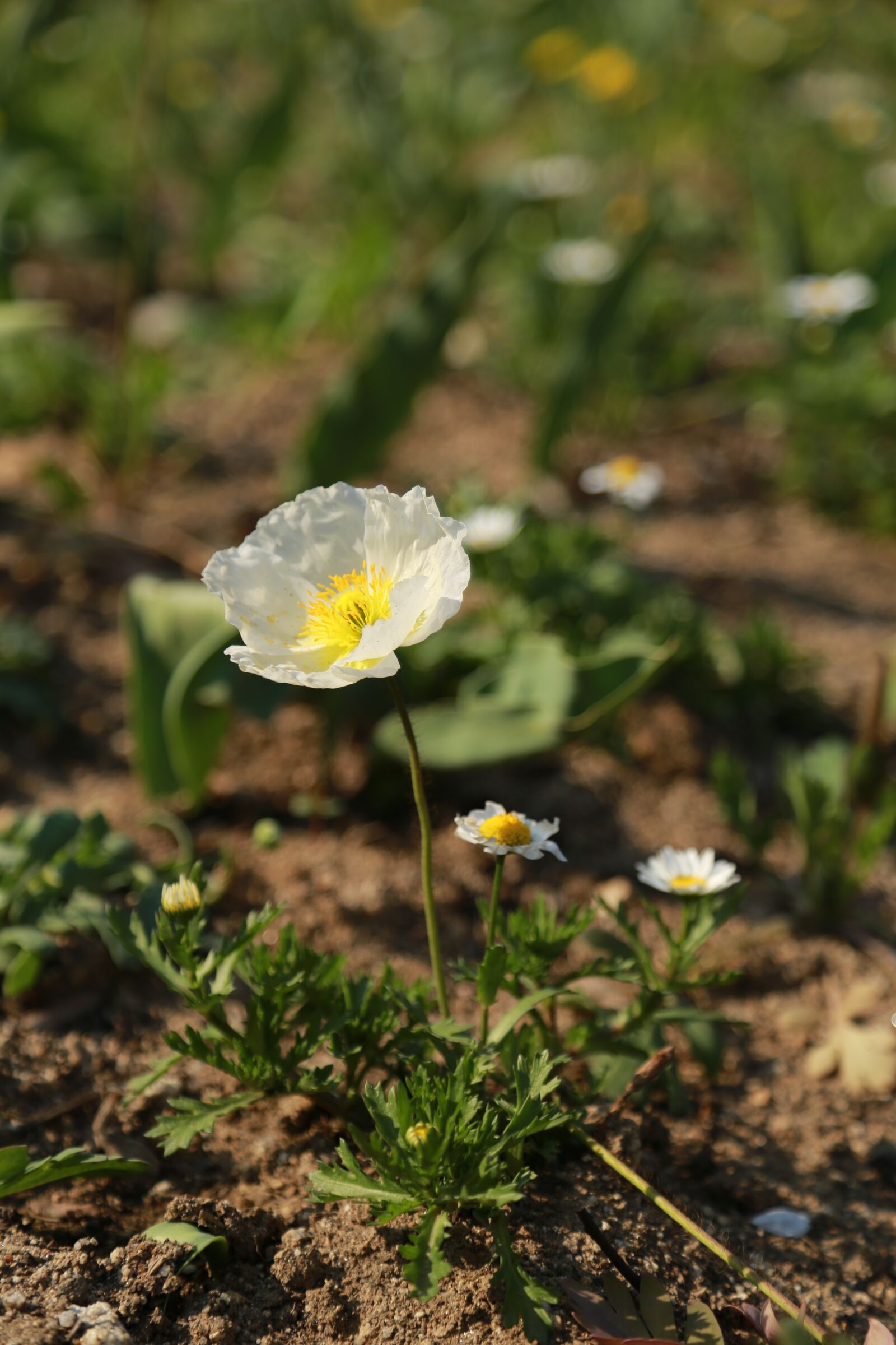 Canon EOS 6D + Canon EF 24-105mm F4L IS USM sample photo. Poppy, flowers, wildflower photography