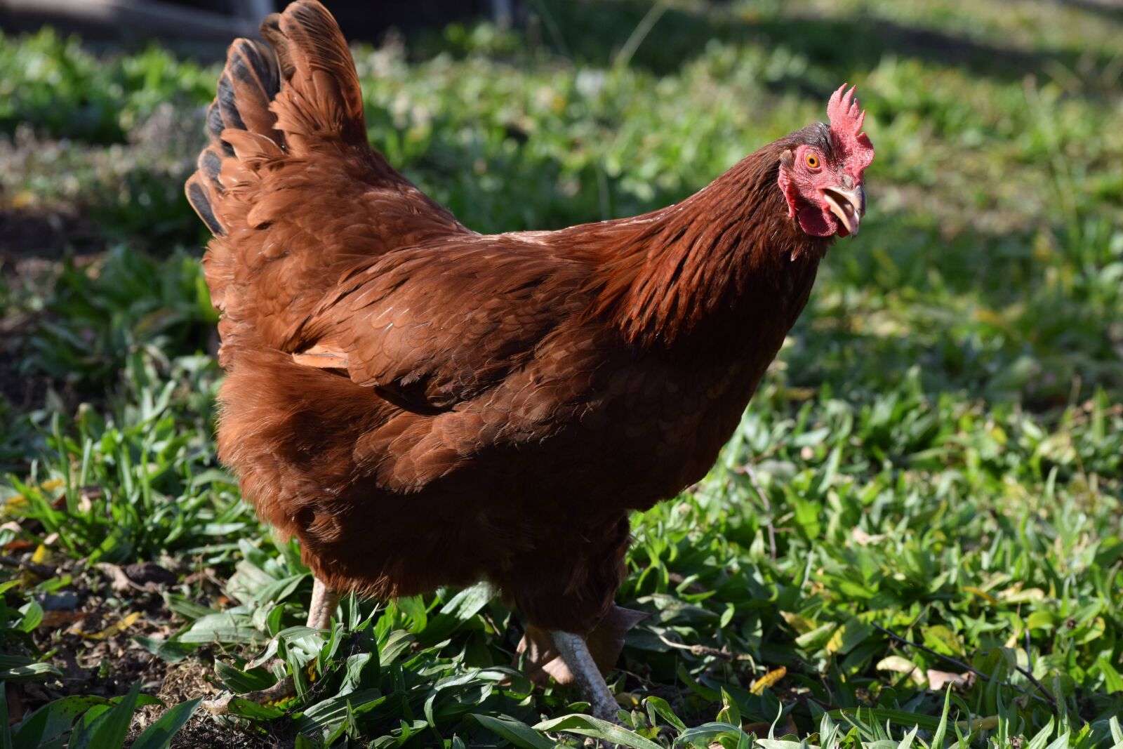 Nikon D3300 sample photo. Road island red, hen photography