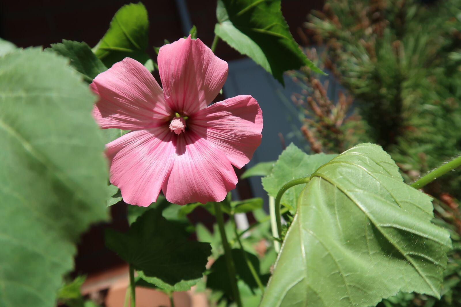 Canon PowerShot G7 X Mark II sample photo. Flower, attracts butterflies, burning photography