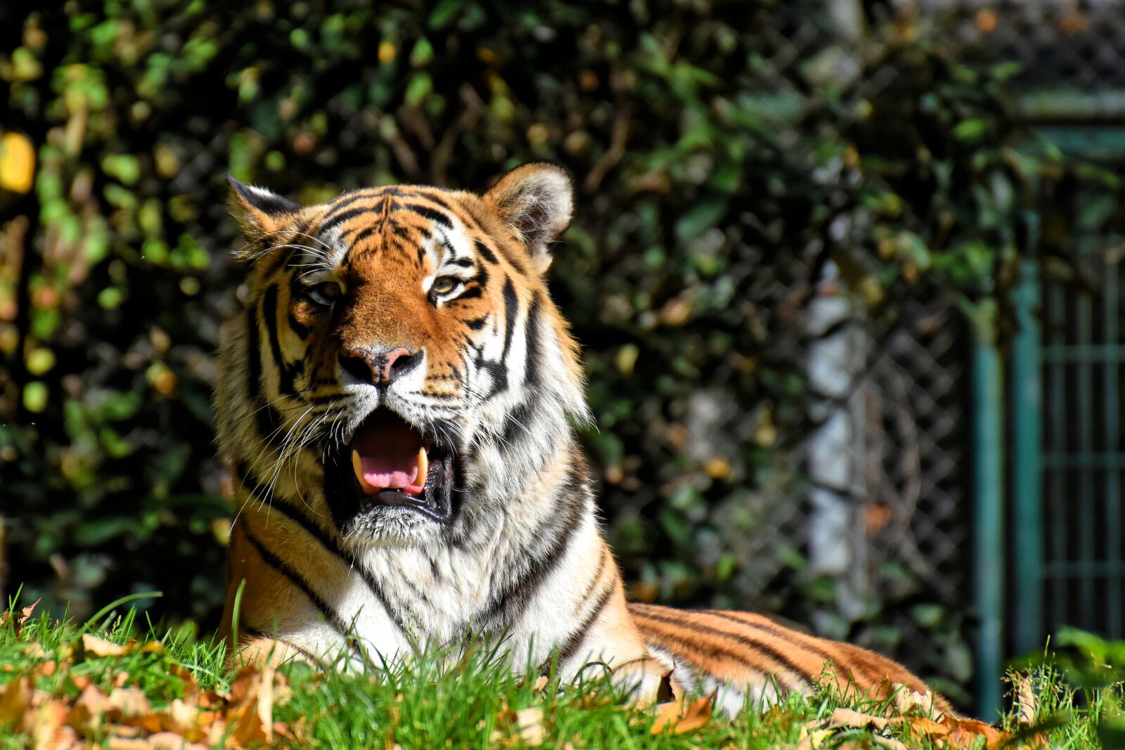 Nikon D7200 sample photo. Tiger, predator, fur photography