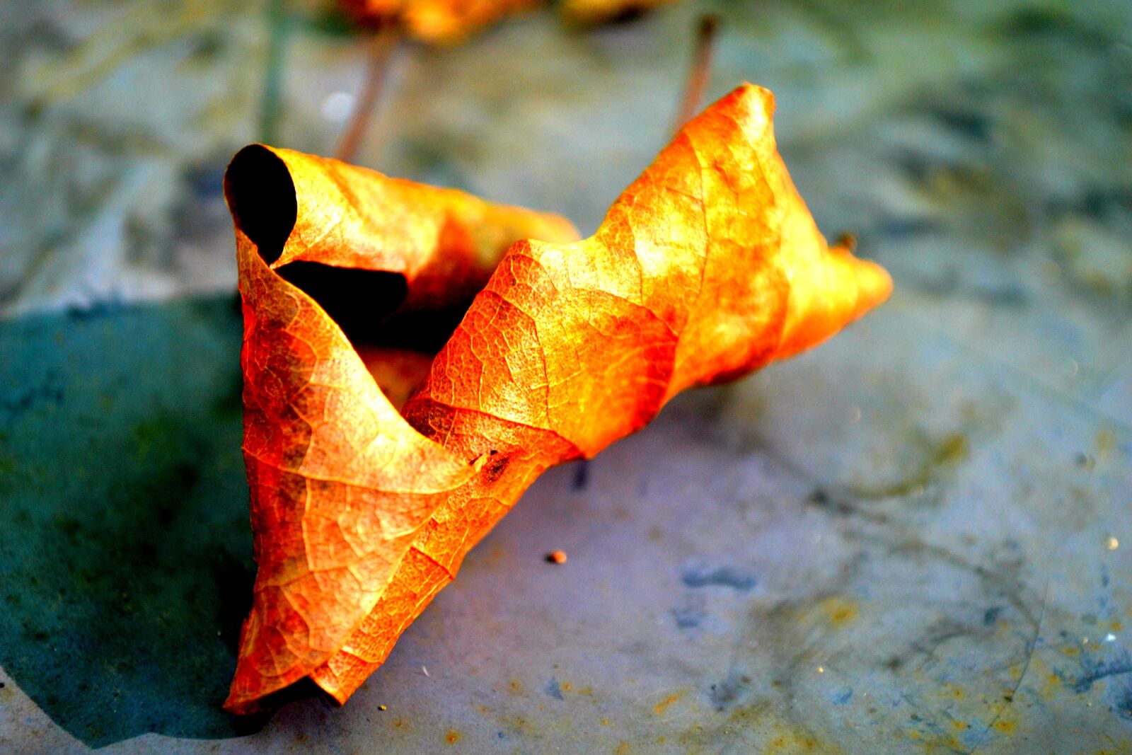 Nikon D3100 sample photo. Leaf, autumn, forest photography