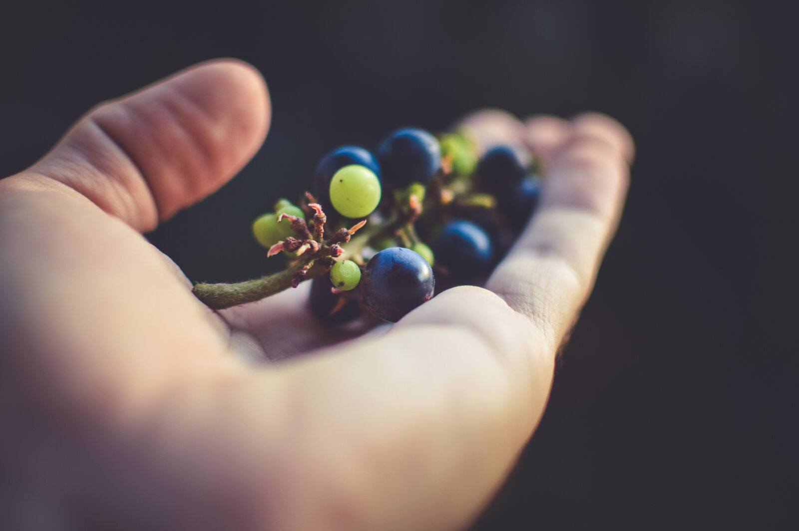 Nikon D3200 + Nikon AF-S DX Nikkor 35mm F1.8G sample photo. Nature, hand, close, up photography