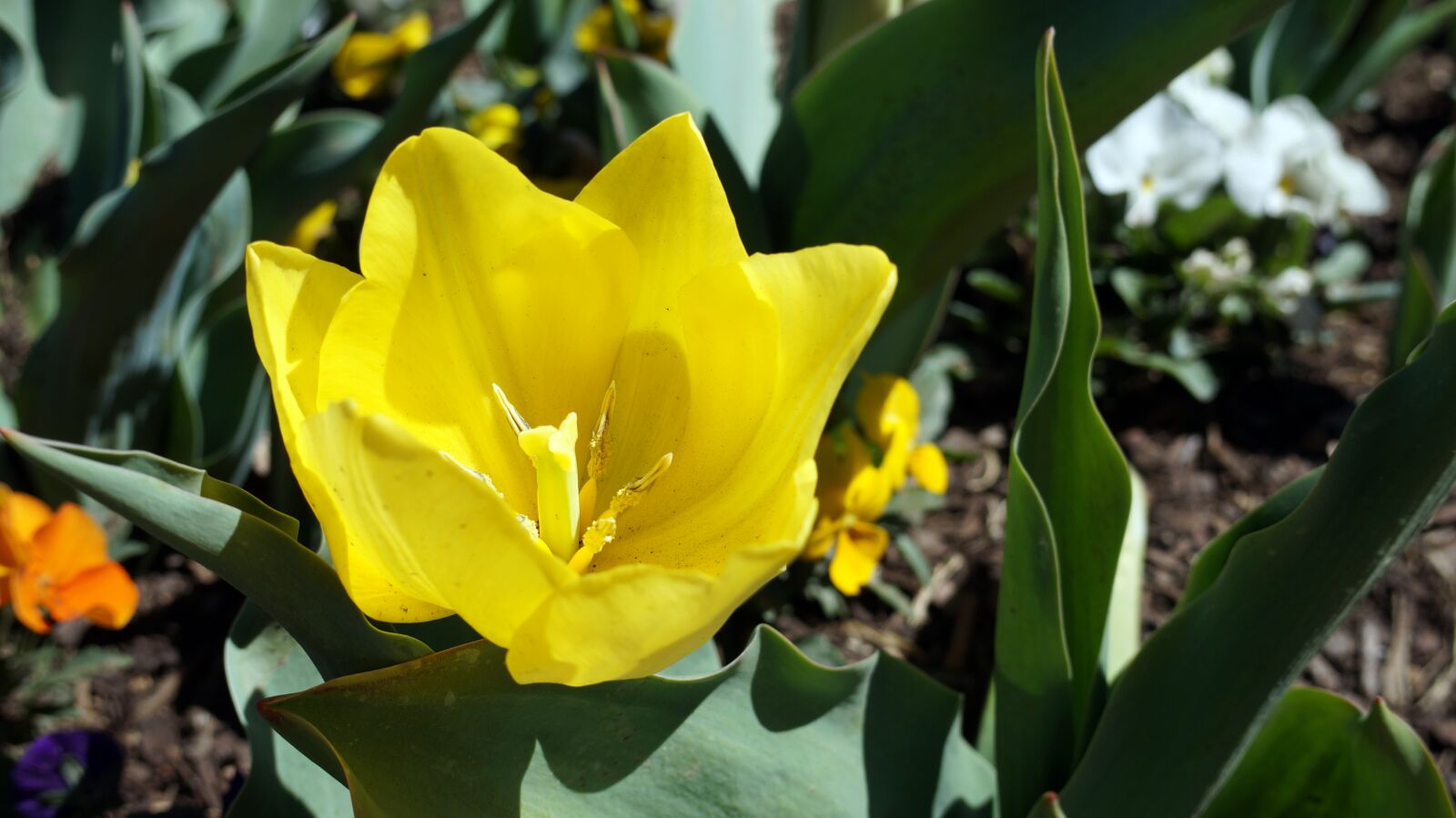 E 18-50mm F4-5.6 sample photo. Flower, yellow, nature photography