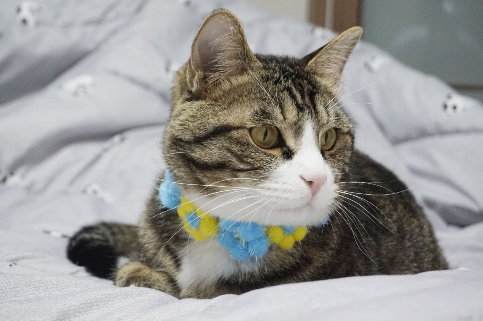 Sony Alpha a5000 (ILCE 5000) sample photo. Cat, lovely, pets photography