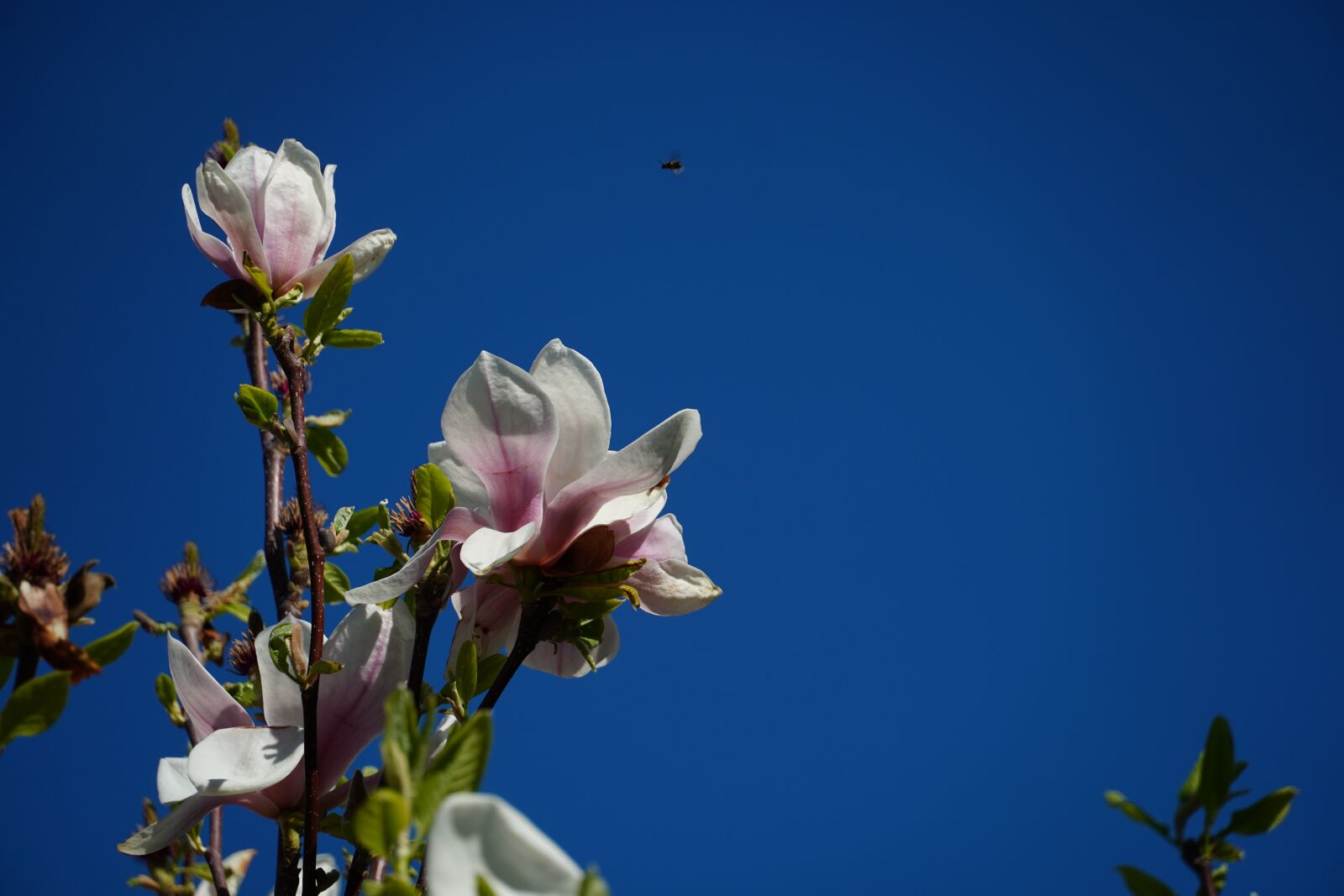 Sony a6400 sample photo. Magnolia, blue sky, spring photography