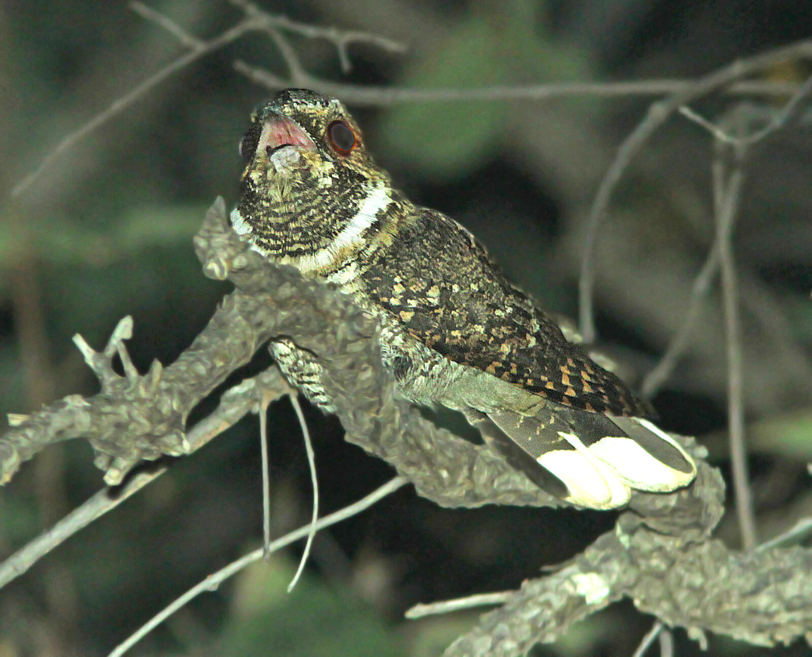 Canon EF 300mm F4L IS USM sample photo