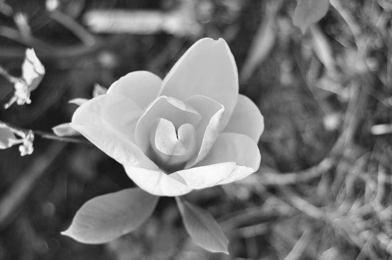 Nikon D90 sample photo. Flower, white, plant photography