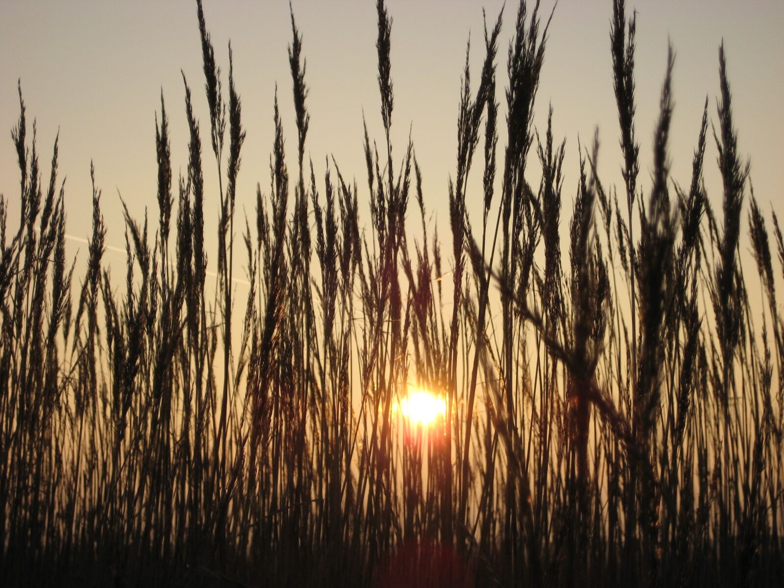 Canon DIGITAL IXUS 70 sample photo. Grasses, sunset, backlighting photography