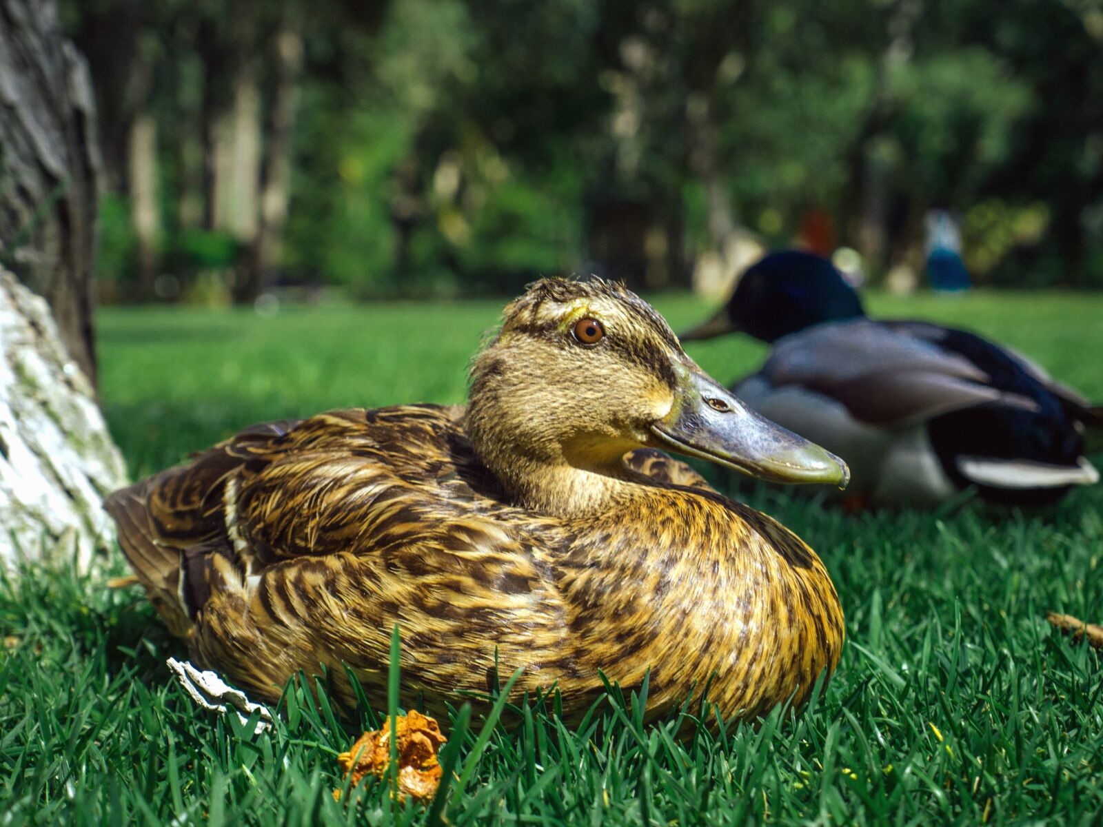 Olympus E-520 (EVOLT E-520) + OLYMPUS 14-42mm Lens sample photo. Duck, grass, nature, feathers photography