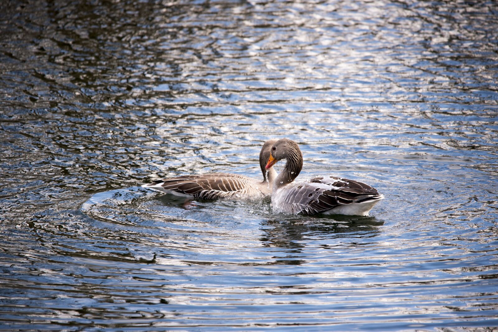 Nikon D750 sample photo. Geese, water birds, fowl photography