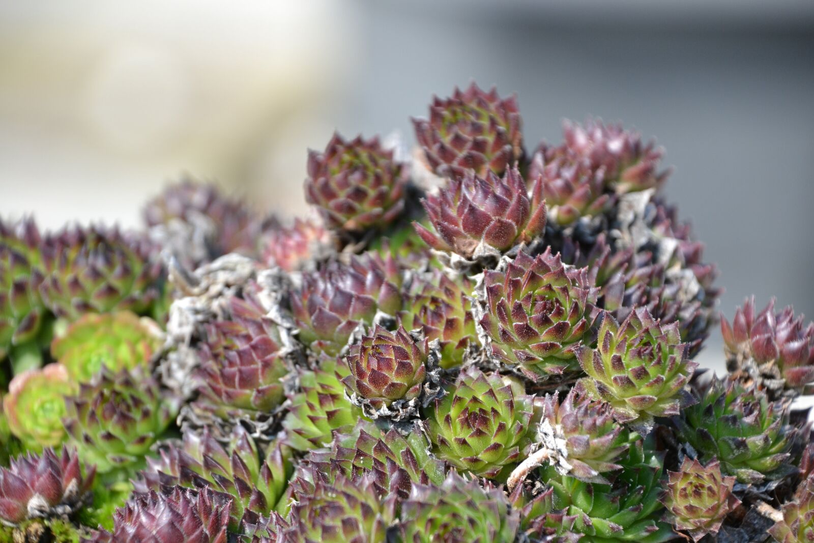Nikon D3100 sample photo. Houseleek, stone flower, plant photography