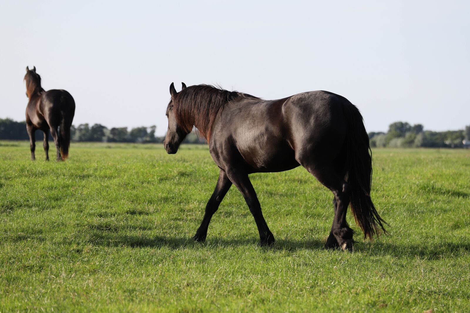 Canon EOS 6D Mark II sample photo. Horse, horses, animal photography