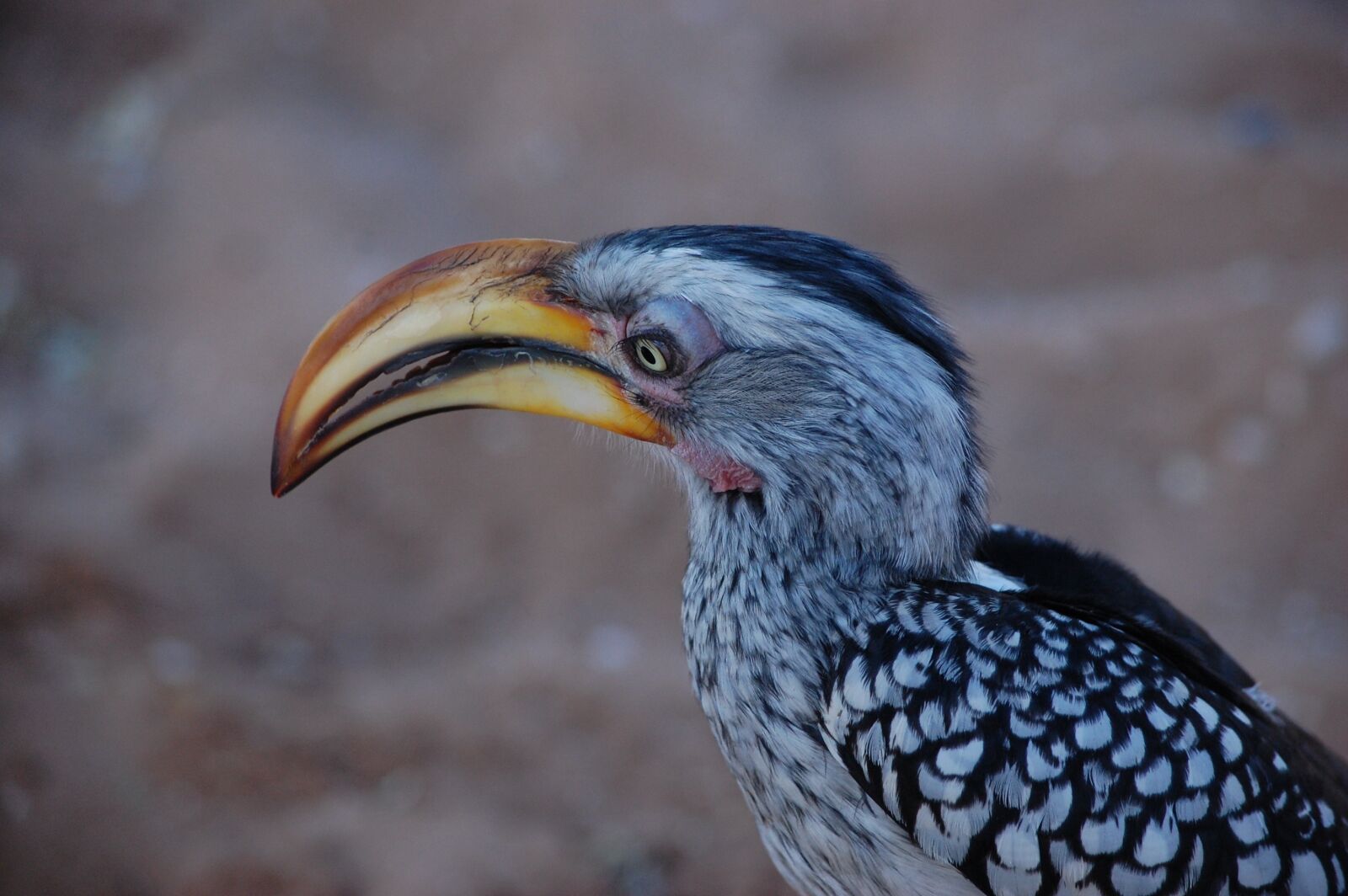 Nikon D40 sample photo. Hornbill, africa, bird photography
