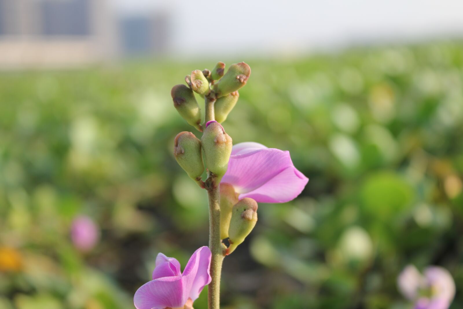 Canon EOS 550D (EOS Rebel T2i / EOS Kiss X4) sample photo. Morning shot, flower near photography