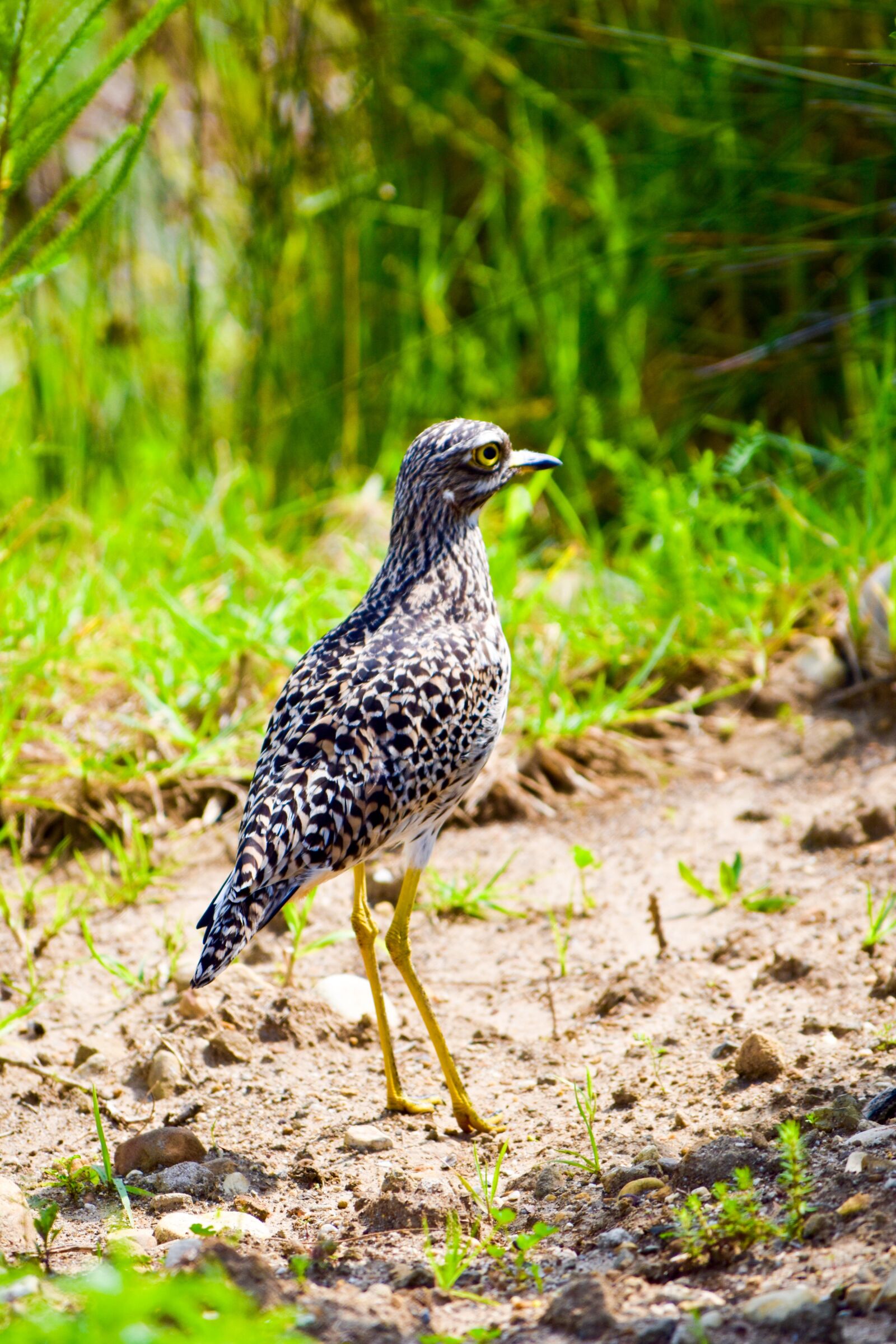 Nikon D5500 sample photo. Wildlife, bird, nature photography