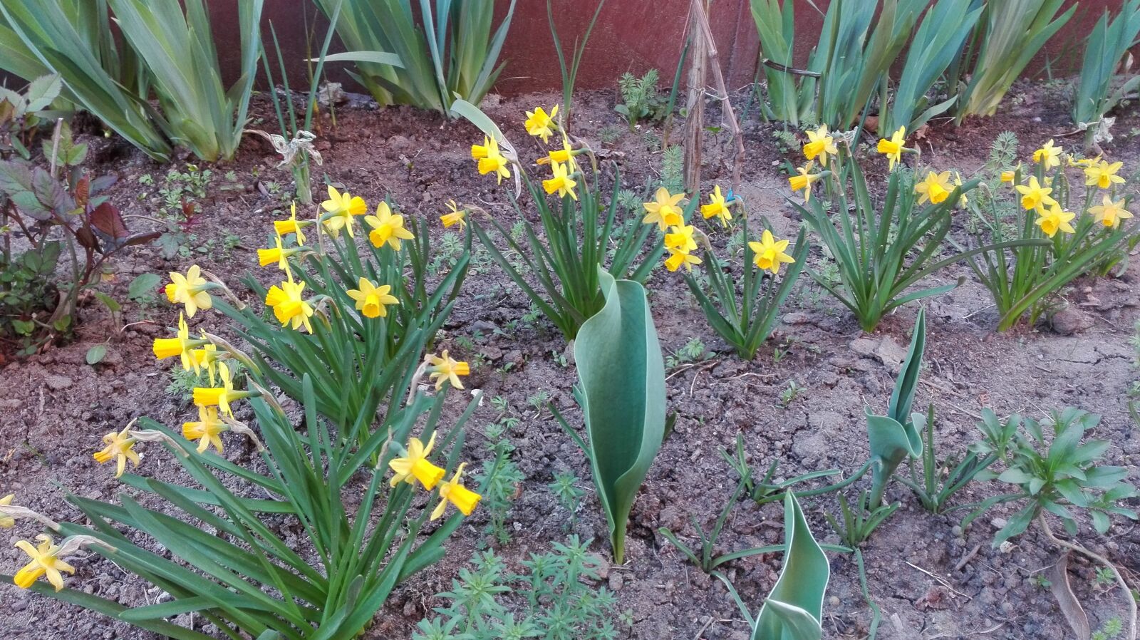 HUAWEI P8 Lite sample photo. Daffodils, flower, spring photography