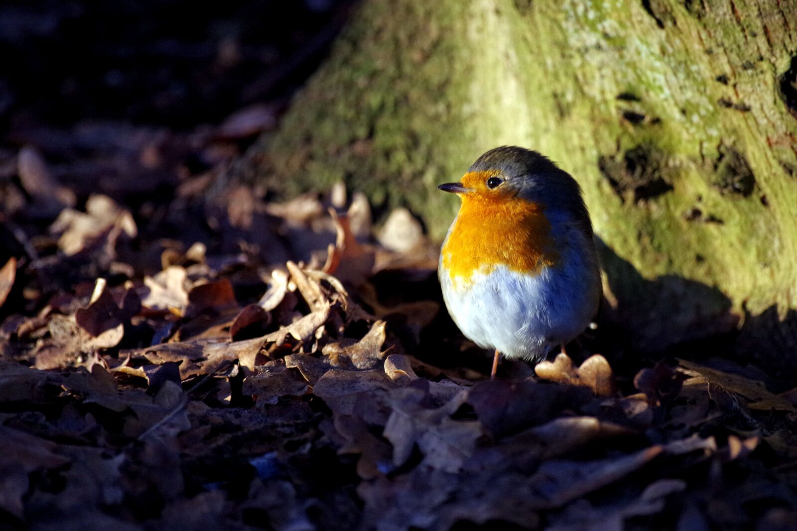 Pentax K-30 sample photo. Robin, winter, sun photography