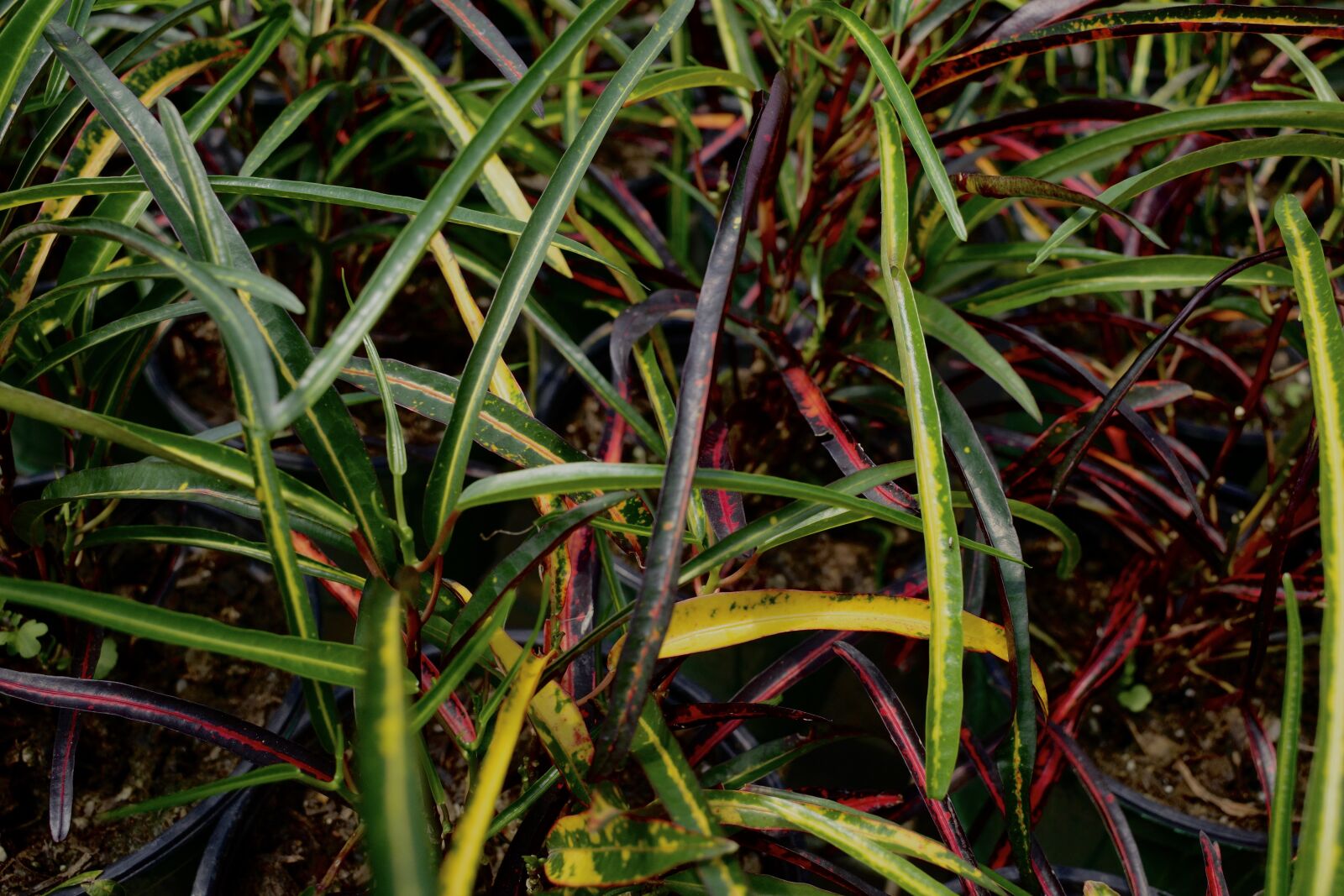 Ricoh GR III sample photo. Plants, exotic, tropical photography