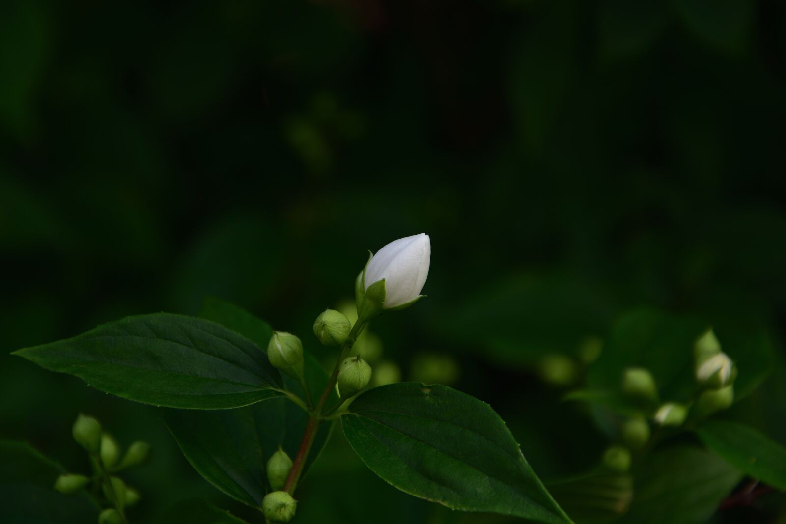 Nikon D3400 sample photo. Buds, sheet, branch photography