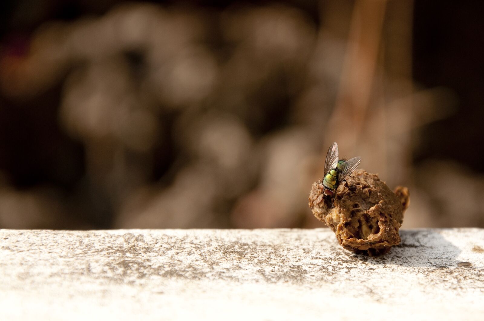Nikon D90 sample photo. Horse fly, monkey dung photography
