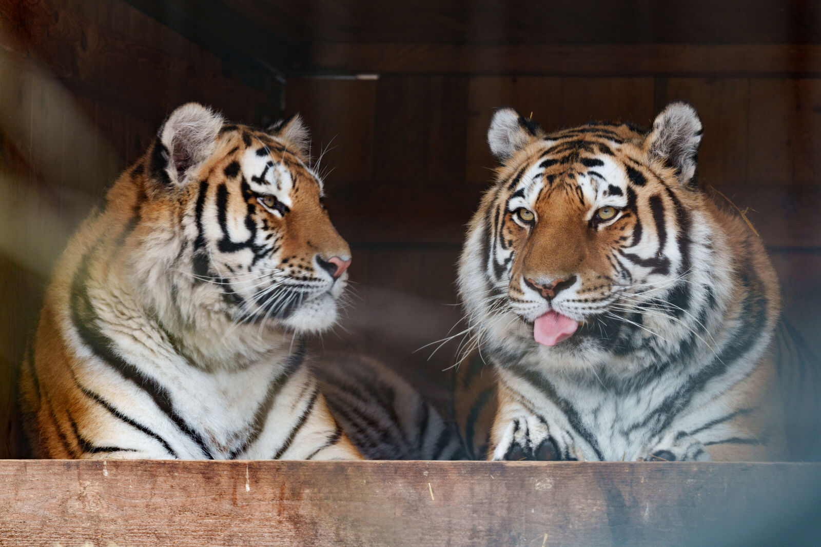 Sony a7R V sample photo. Tiger blep photography