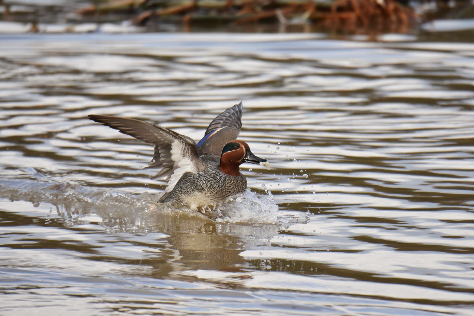 Nikon D7200 sample photo. Animal, lake, waterside photography