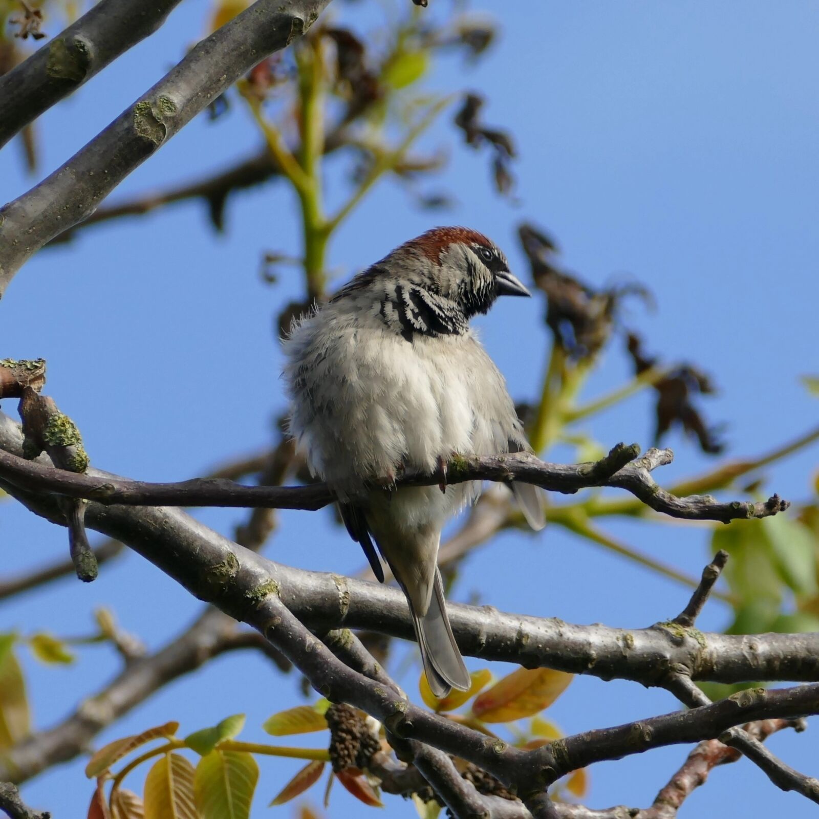 Panasonic Lumix DMC-FZ1000 sample photo. Bird, songbird, sparrow photography