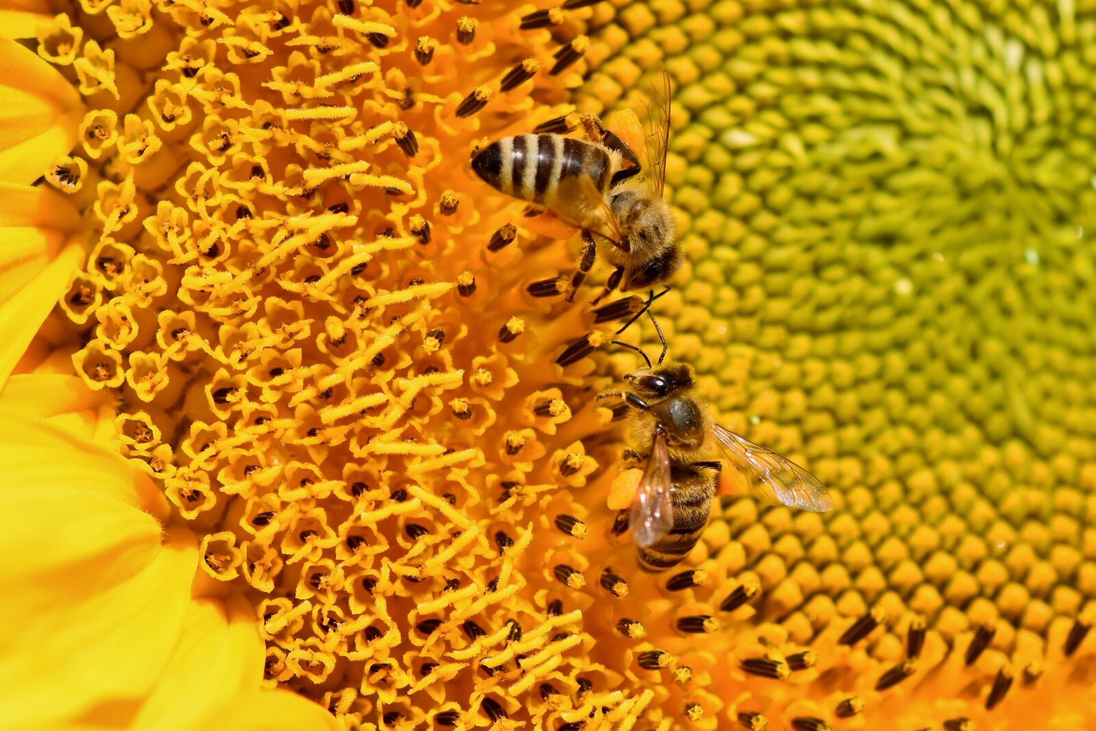 Nikon D7200 sample photo. Sunflower, bee, honey bee photography